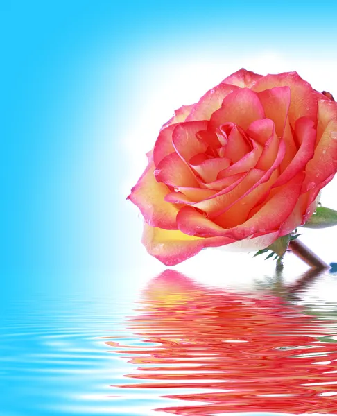 Pink Rose on blue background with water — Stock Photo, Image