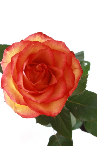 Rózsaszín Rose elszigetelt fehér háttér — Stock Fotó