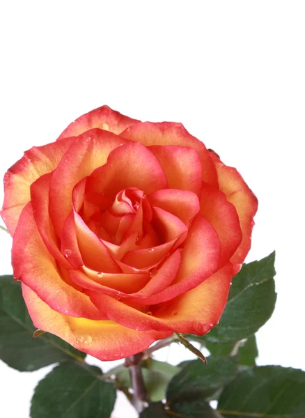 Rose rouge isolée sur fond blanc — Photo