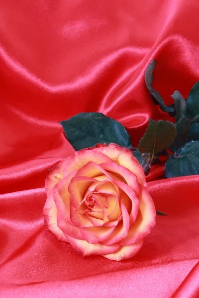 Красная роза крупный план изолирован на белом — стоковое фото