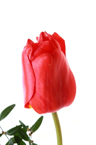 Jeden červený tulipán izolovaný na bílém — Stock fotografie