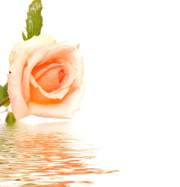 Rosa blanca con reflexión — Stockfoto
