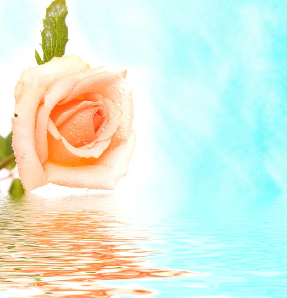 Weiße Rose mit Reflexion — Stockfoto