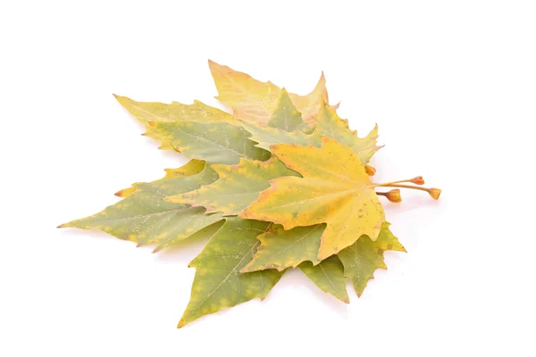 Желтые листья изолированы на белом — стоковое фото