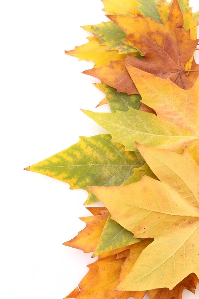 Sarı yapraklar üzerinde beyaz izole — Stok fotoğraf