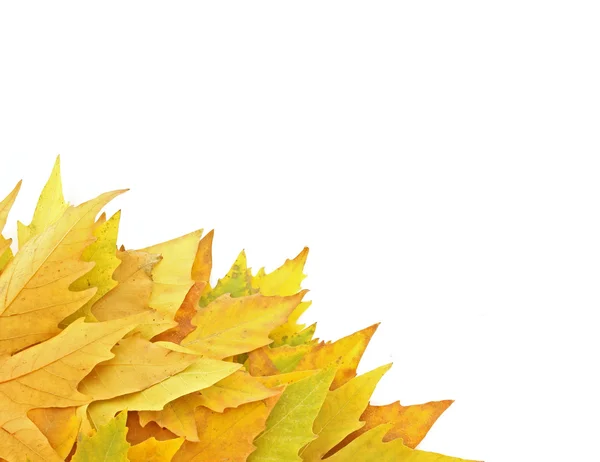 Yellow leaves isolated on white — Stock Photo, Image