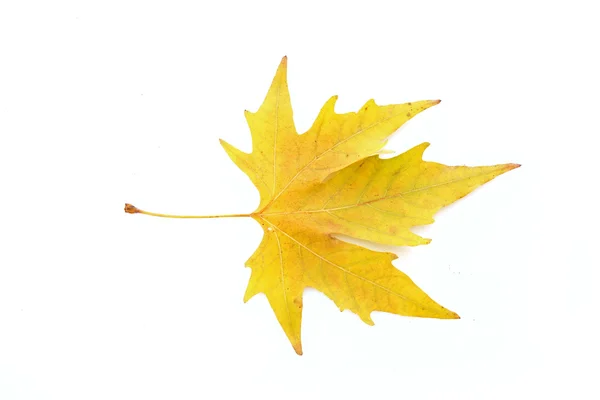 Gelbe Blätter isoliert auf weißem Grund — Stockfoto