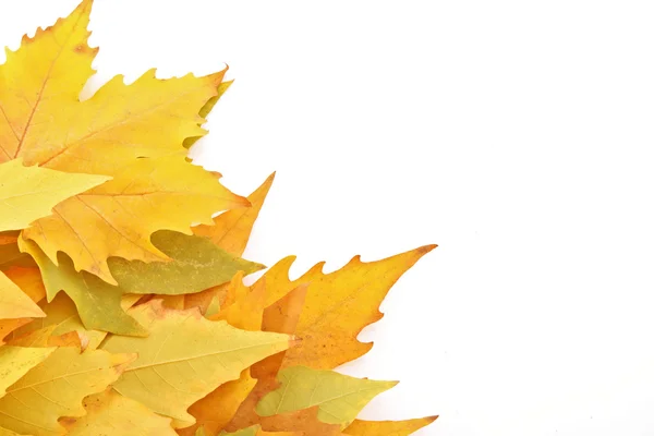 Gele bladeren geïsoleerd op wit — Stockfoto