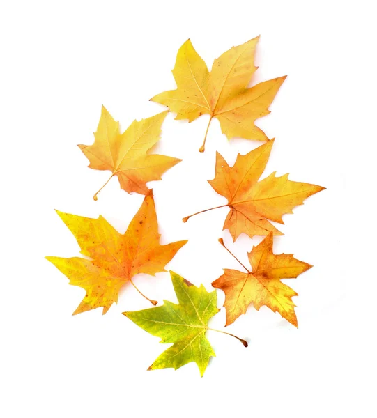 Red, green and yellow leaves — Stock Photo, Image