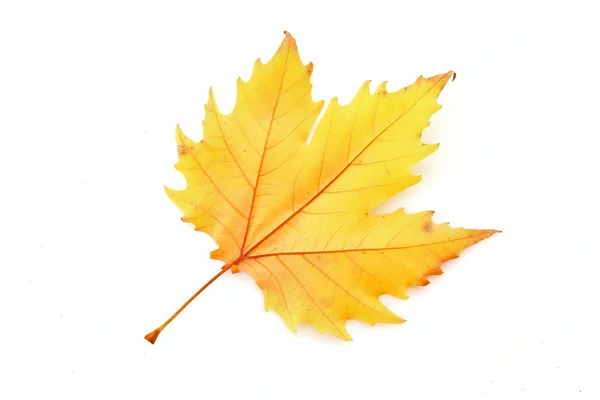 Gelbe Blätter isoliert auf weißem Grund — Stockfoto