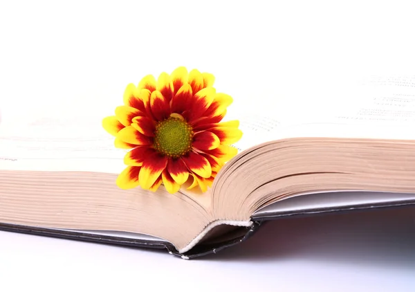 Libro abierto con flor sobre blanco —  Fotos de Stock