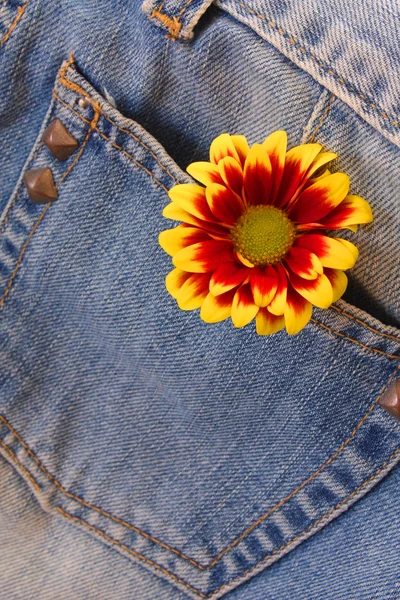 stock image Flower on the jeans