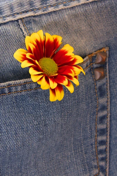 Fleur orange sur le jean — Photo