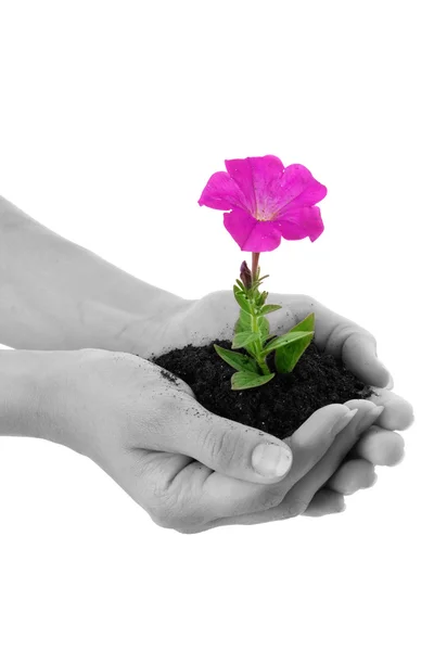 Human hands hold and a young flower — Stock Photo, Image