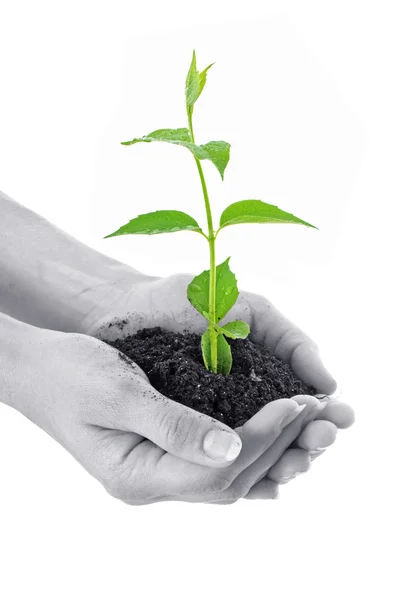 Human hands hold and a young plant — Stock Photo, Image