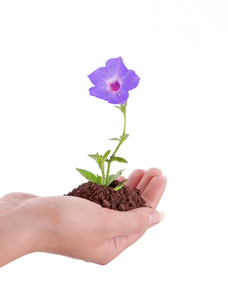 Human hand hold and a young flower — Stock Photo, Image