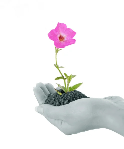 Human hand hold and a young flower — Stock Photo, Image