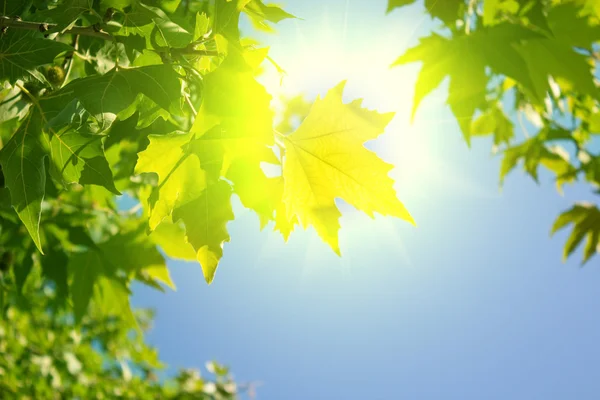 stock image Green leaves and sun on sky background