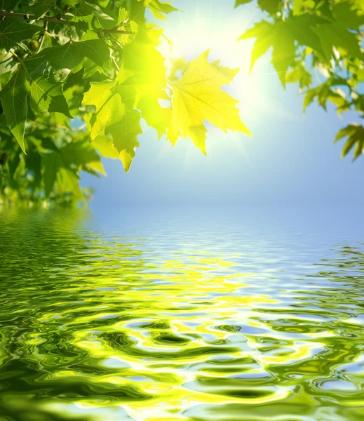 Green leaves reflecting in the water — Stock Photo, Image