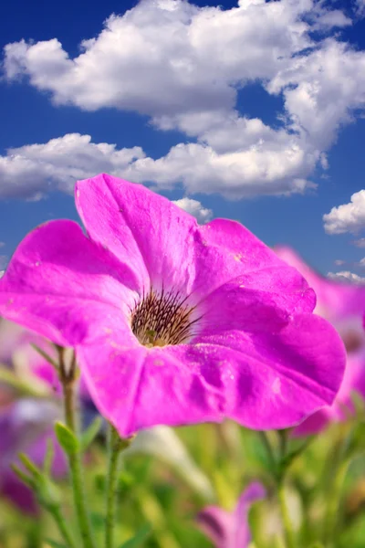 蓝蓝的天空背景上的紫罗兰花 — 图库照片