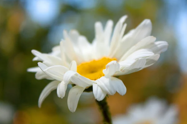 Daisies in the garden — Stock Photo, Image