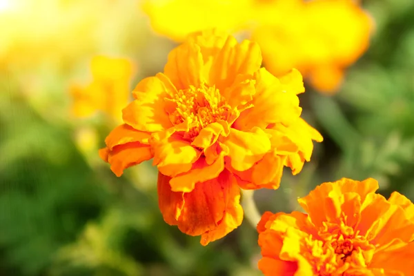 Orange flower in green grass — Stock Photo, Image
