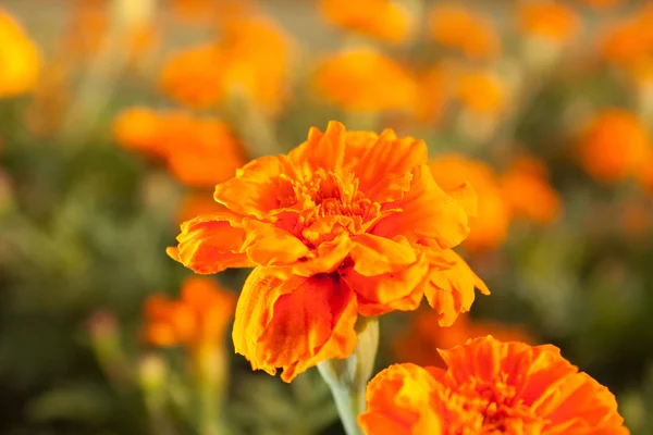 Flores de laranja no jardim — Fotografia de Stock