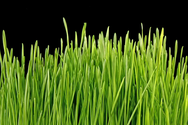 Zblízka zelené trávy na černém pozadí — Stock fotografie