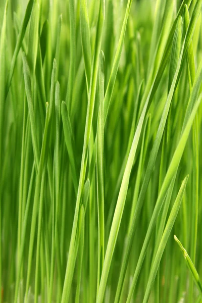 Zblízka zelené trávy — Stock fotografie