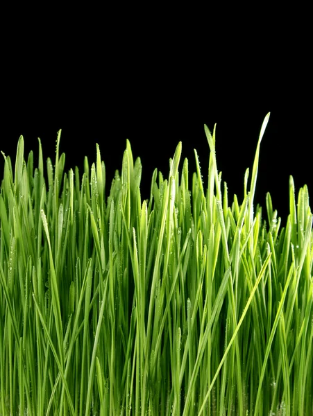 Närbild på det gröna gräset på svart bakgrund — Stockfoto
