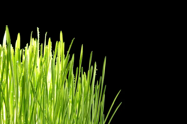 Primer plano de la hierba verde sobre fondo negro — Foto de Stock