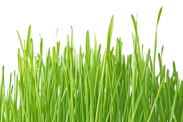 Zblízka zelené trávy na bílém pozadí — Stock fotografie