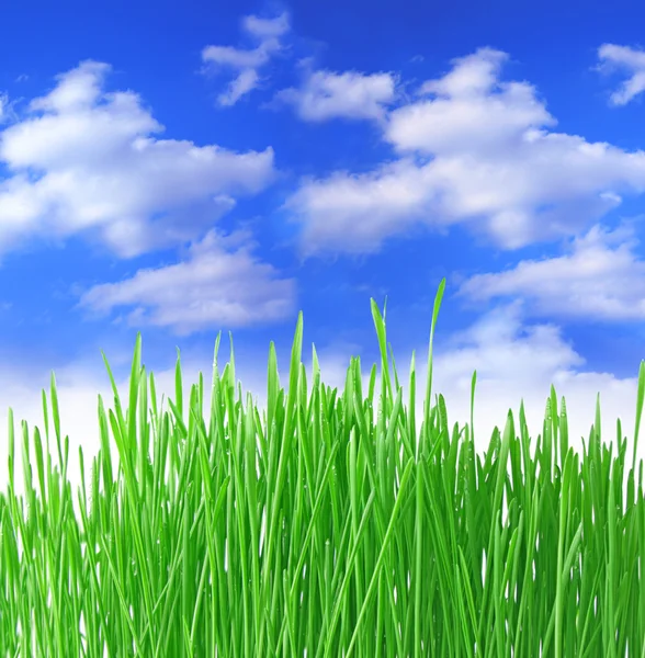 Zár-megjelöl-a zöld fű, fehér háttér — Stock Fotó