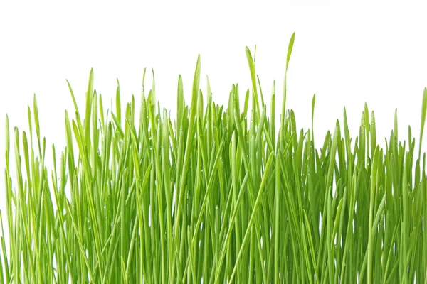 Närbild på det gröna gräset på vit bakgrund — Stockfoto