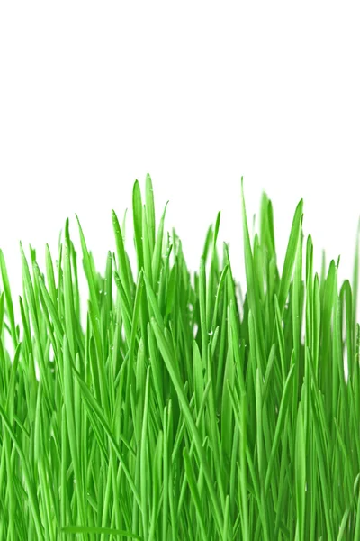 Zelená tráva izolovaná na bílé — Stock fotografie