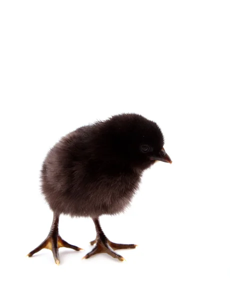 Ένα μικρό μαύρο κοτόπουλο πάνω από ένα λευκό φόντο — Φωτογραφία Αρχείου