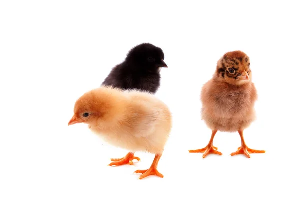 Drei kleine Hühner isoliert auf weiß — Stockfoto