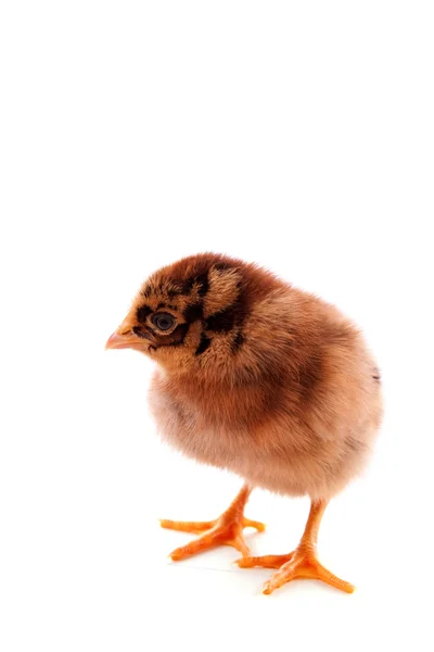 Ein kleines Huhn auf weißem Hintergrund — Stockfoto