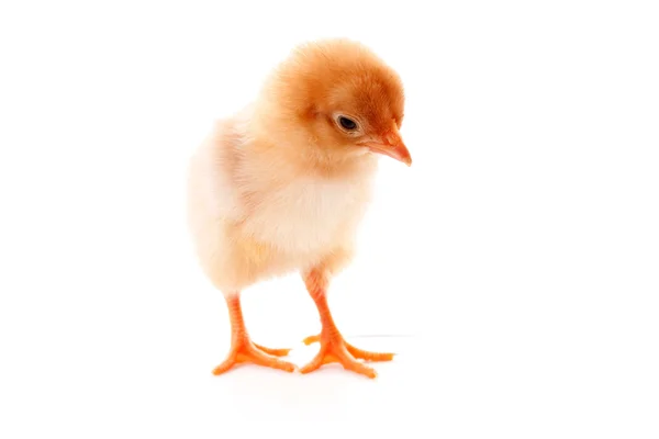 Egy kis csirke egy fehér háttér — Stock Fotó