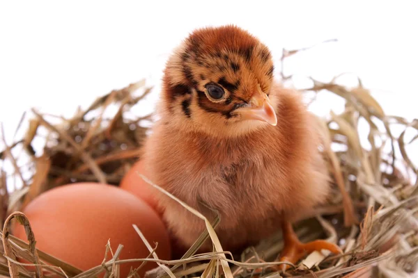 Poulet et œuf dans le nid — Photo