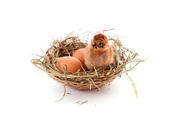 Huhn und Ei im Nest — Stockfoto