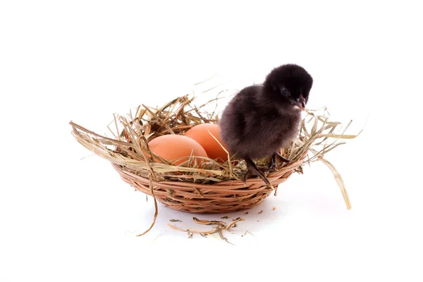 Курица и яйцо в гнезде — стоковое фото