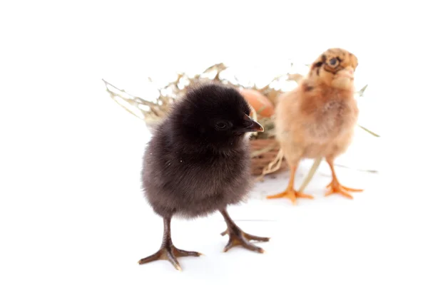Due polli nel nido — Foto Stock