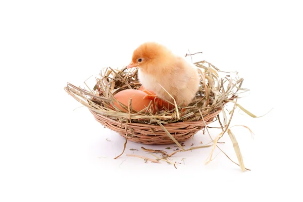 Chicken and egg in nest — Stock Photo, Image