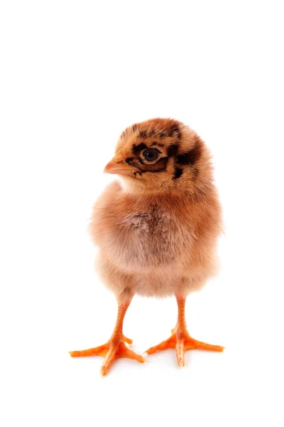 Een klein kip een witte achtergrond — Stockfoto