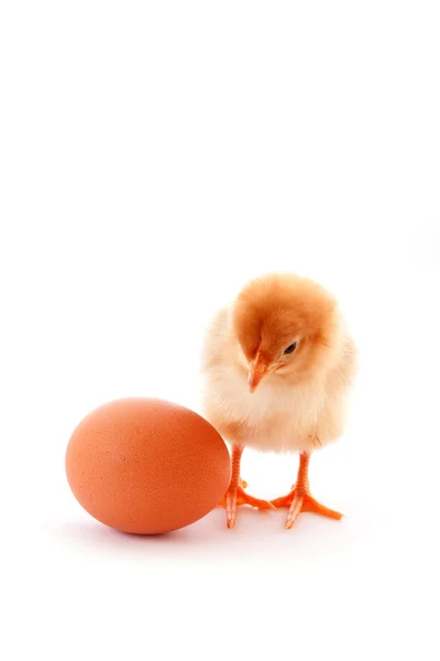 A baby chick over a white background — Stock Photo, Image