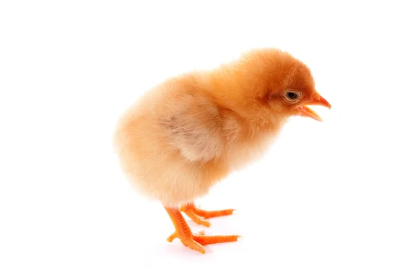 Jeden malý kuře přes bílé pozadí — Stock fotografie