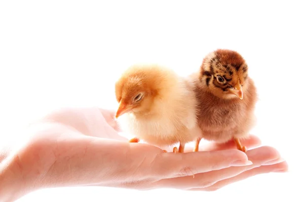 Dos pollos en la mano —  Fotos de Stock