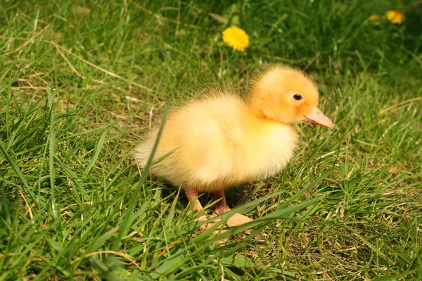 Sevimli küçük ördek yavrusu çim — Stok fotoğraf