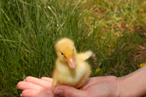 Cute little duckling in the grass — Stock Photo, Image